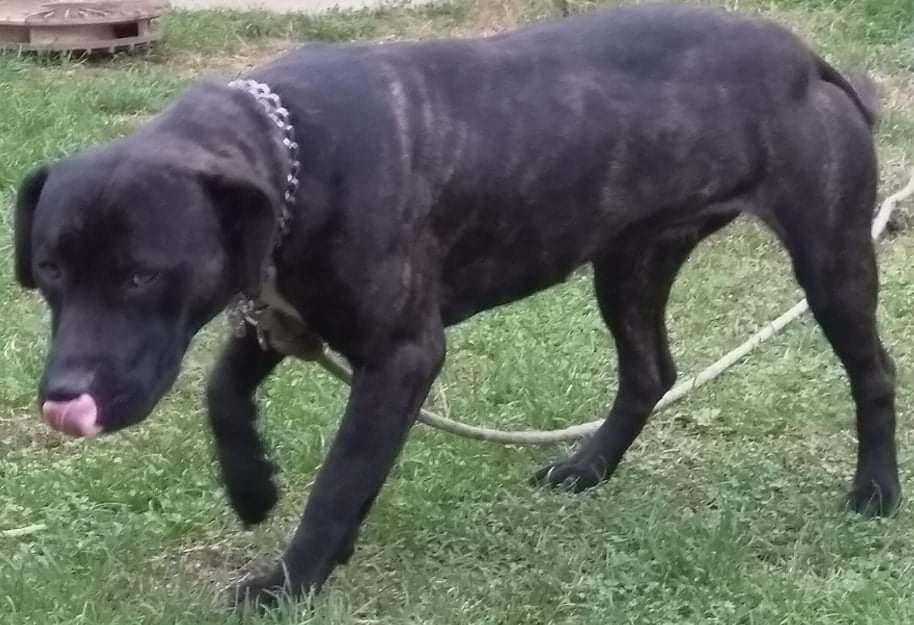 Photo of the dog