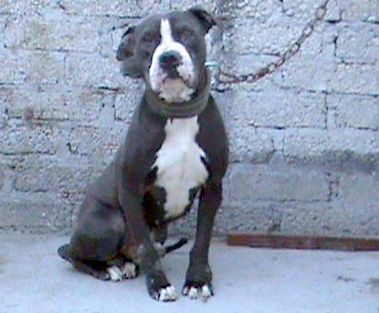 Photo of the dog