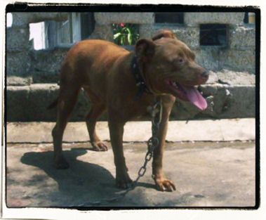 Photo of the dog