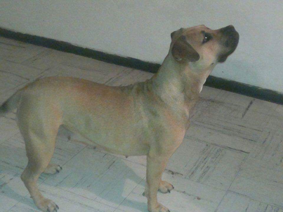Photo of the dog