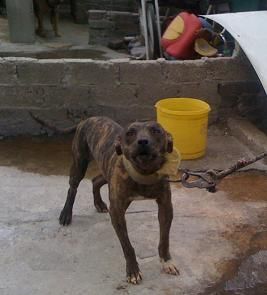 Photo of the dog