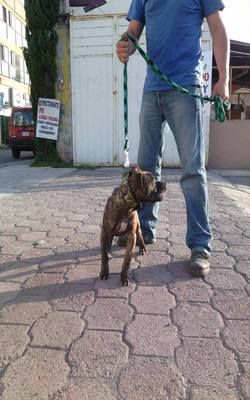 Photo of the dog