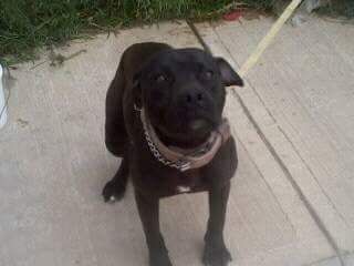 Photo of the dog