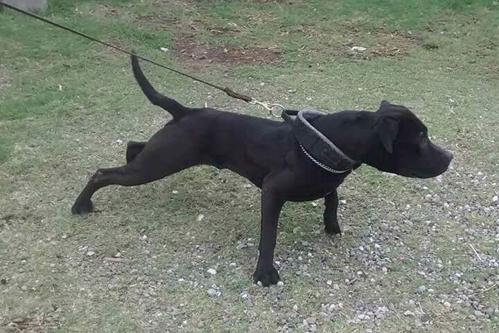 Photo of the dog