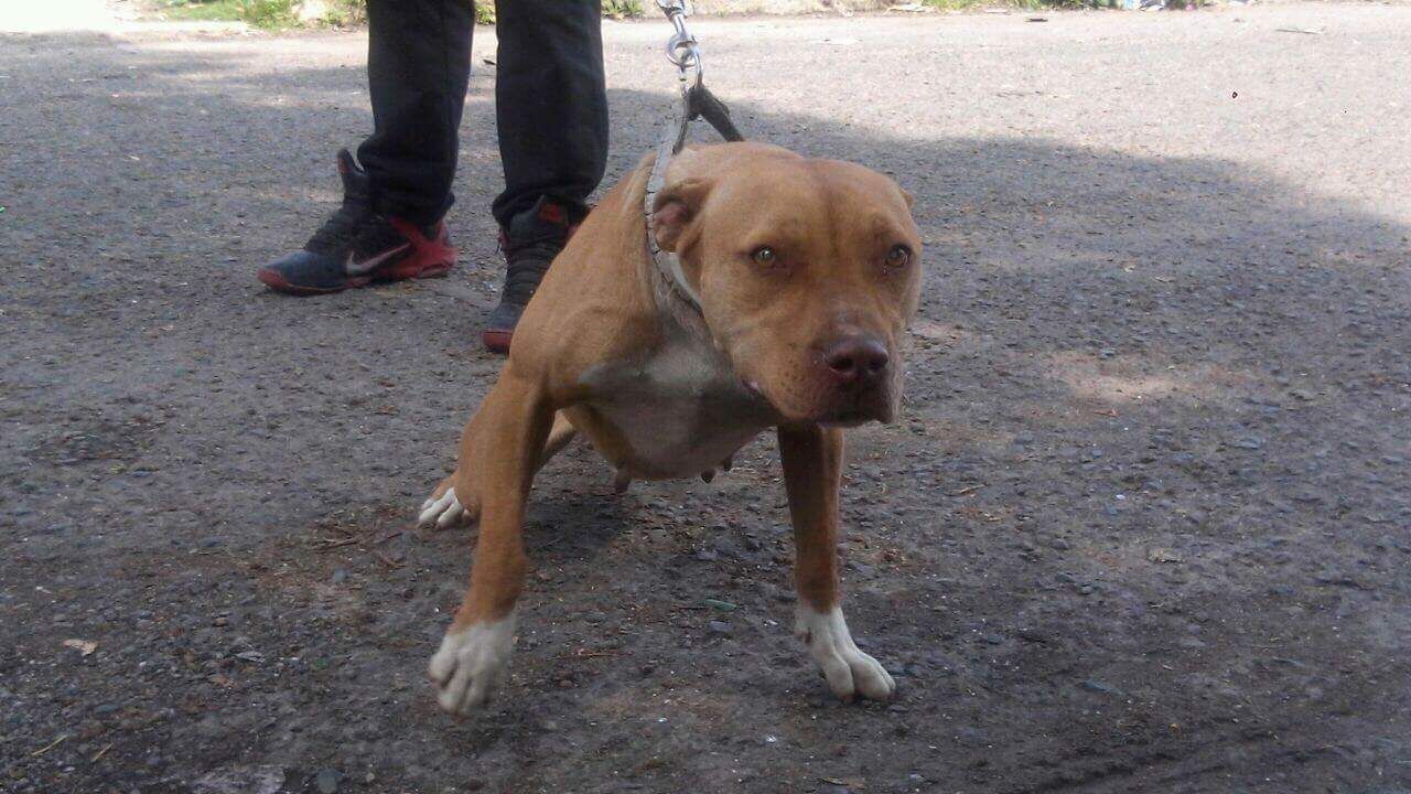 Photo of the dog