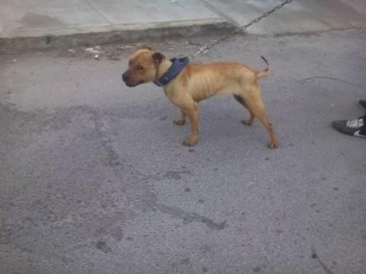 Photo of the dog