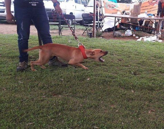 Photo of the dog