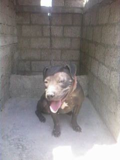 Photo of the dog