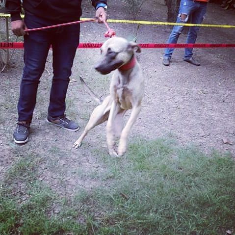 Photo of the dog
