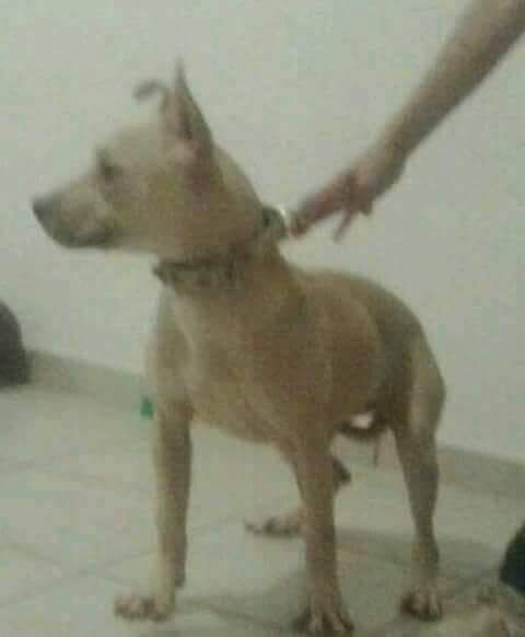 Photo of the dog