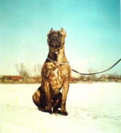 Photo of the dog
