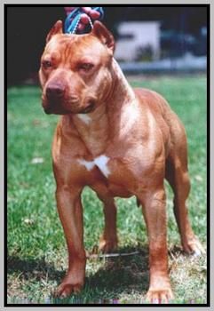 Photo of the dog