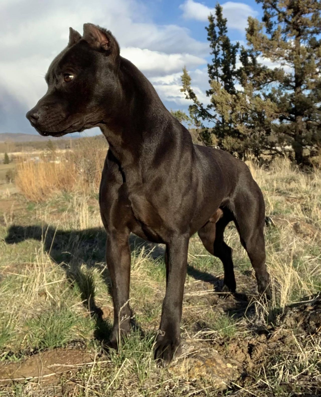 Photo of the dog