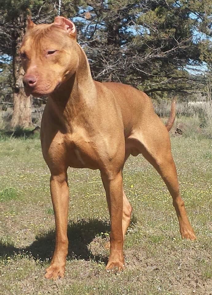 Photo of the dog