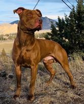 Photo of the dog