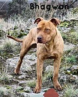 Photo of the dog