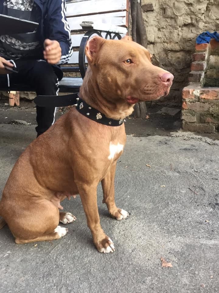 Photo of the dog