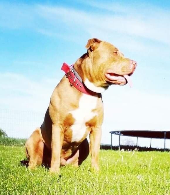 Photo of the dog