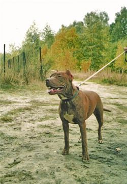 Photo of the dog