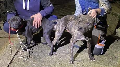 Photo of the dog