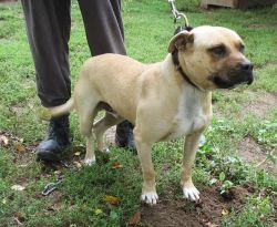 Photo of the dog