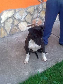 Photo of the dog