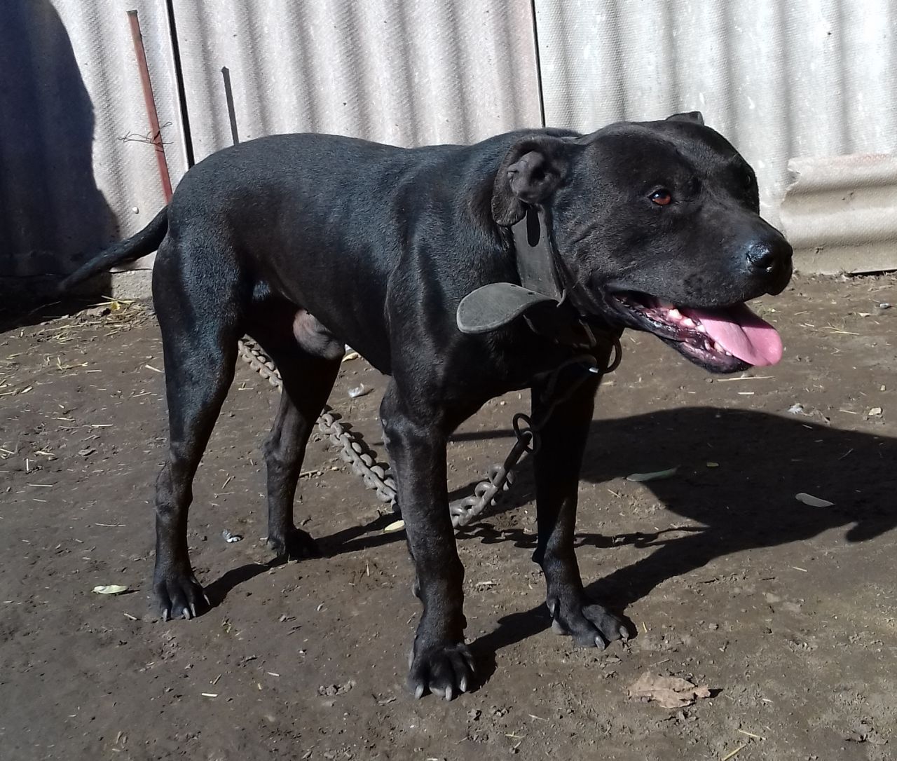 Photo of the dog