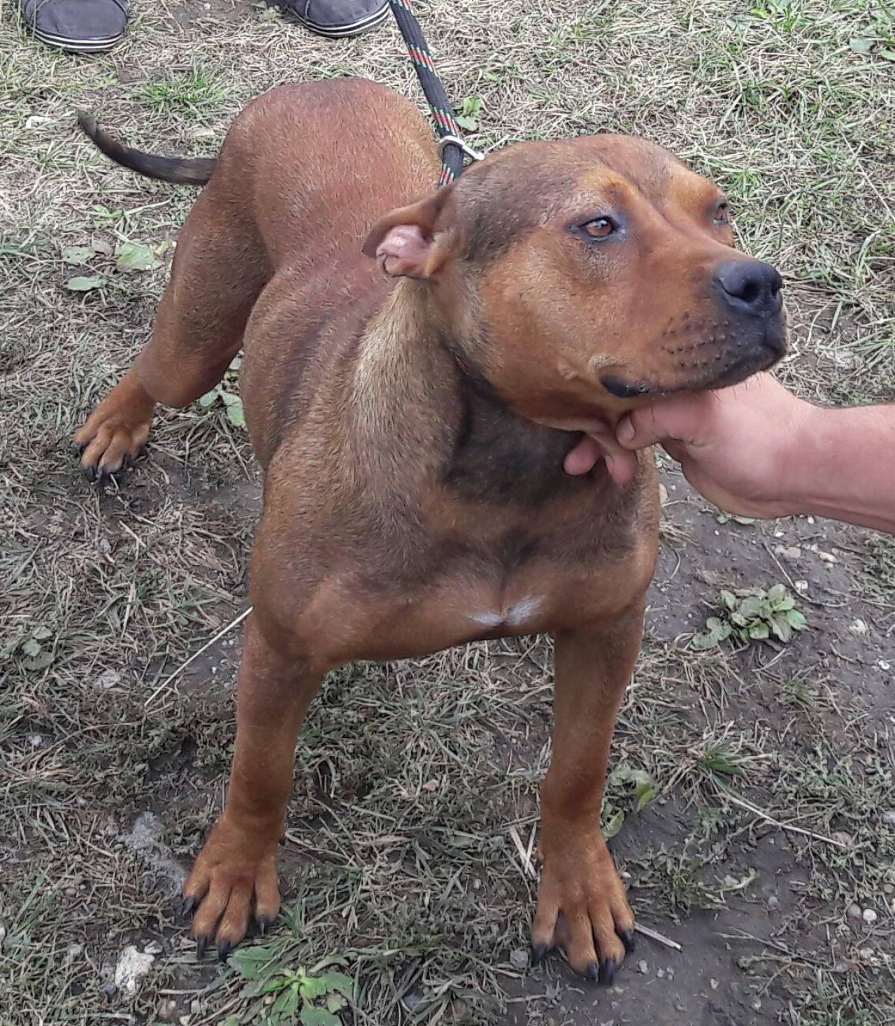 Photo of the dog