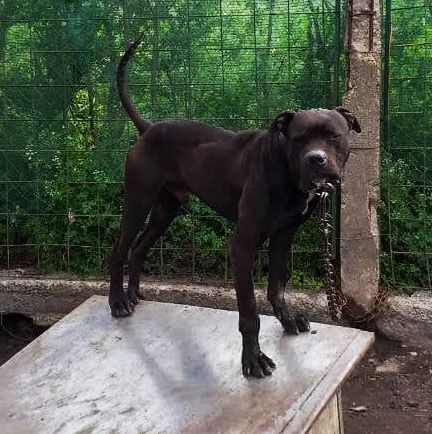 Photo of the dog