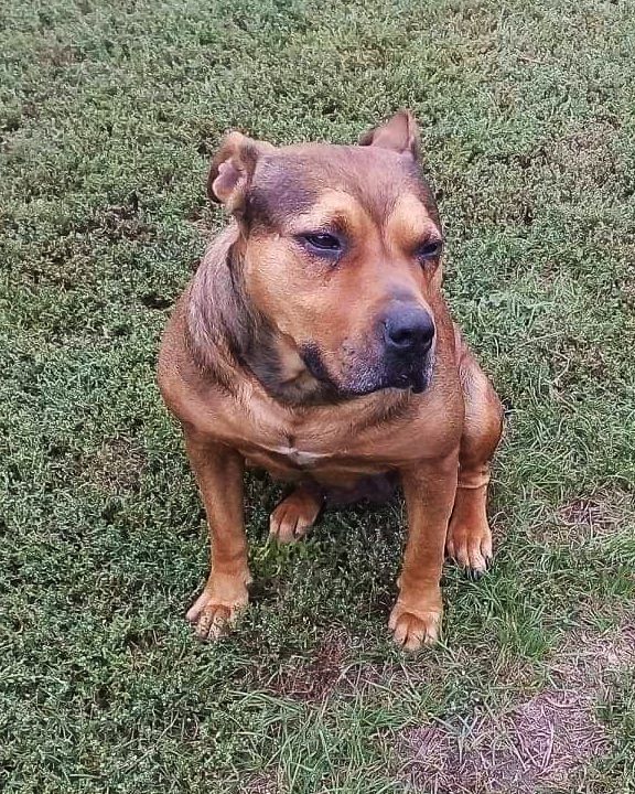 Photo of the dog