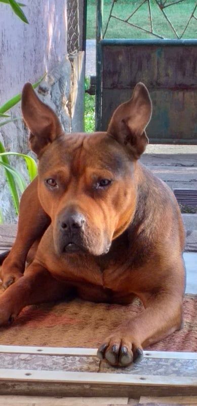 Photo of the dog