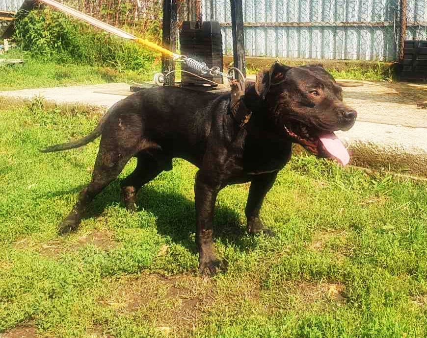 Photo of the dog