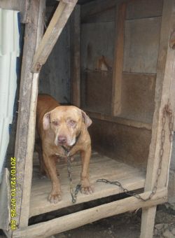 Photo of the dog