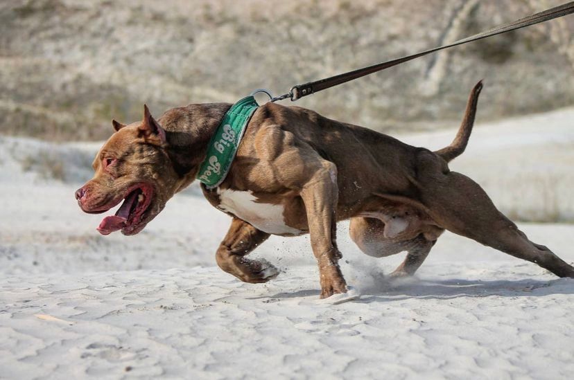 Photo of the dog