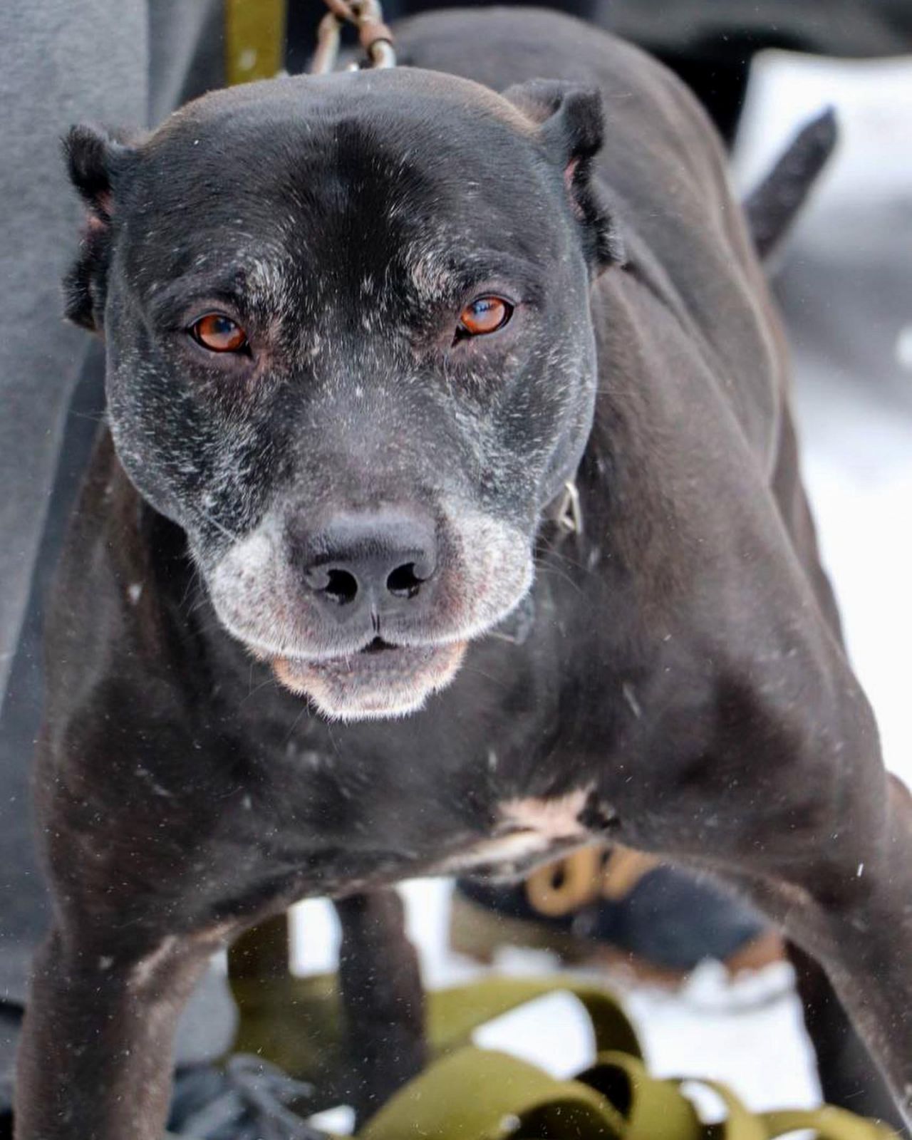 Photo of the dog