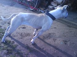 Photo of the dog