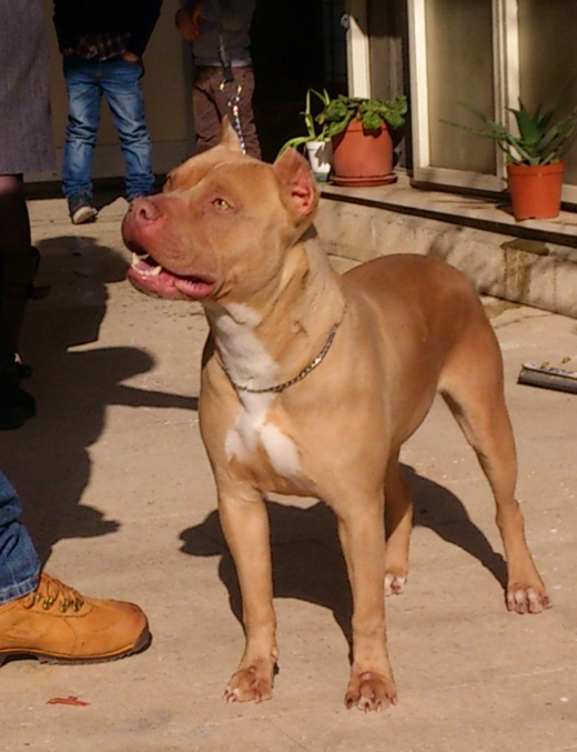 Photo of the dog