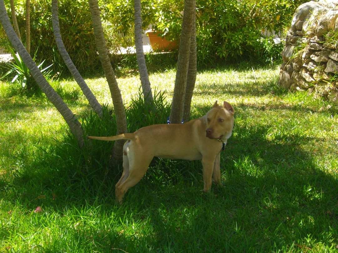 Photo of the dog