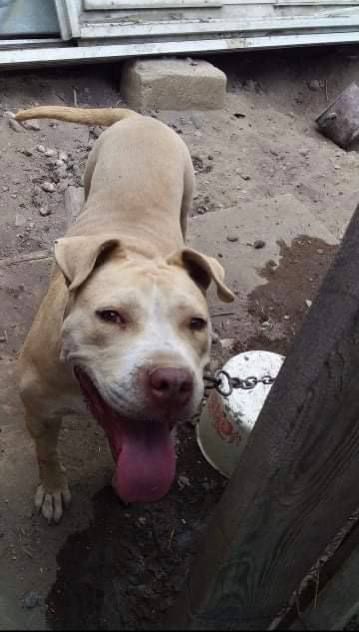 Photo of the dog