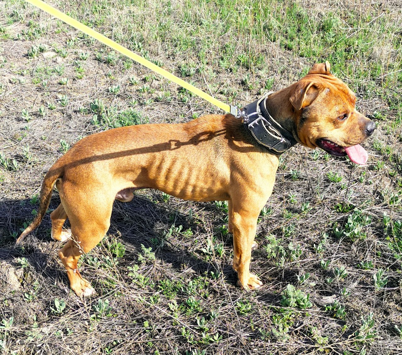 Photo of the dog