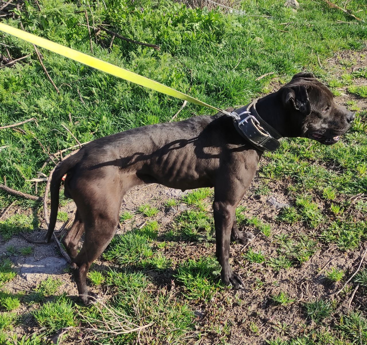 Photo of the dog