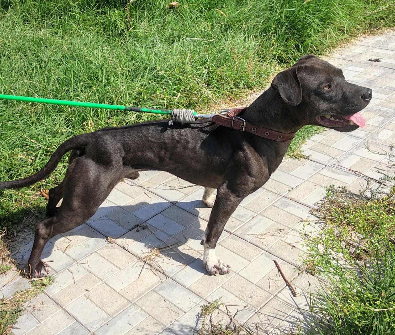 Photo of the dog