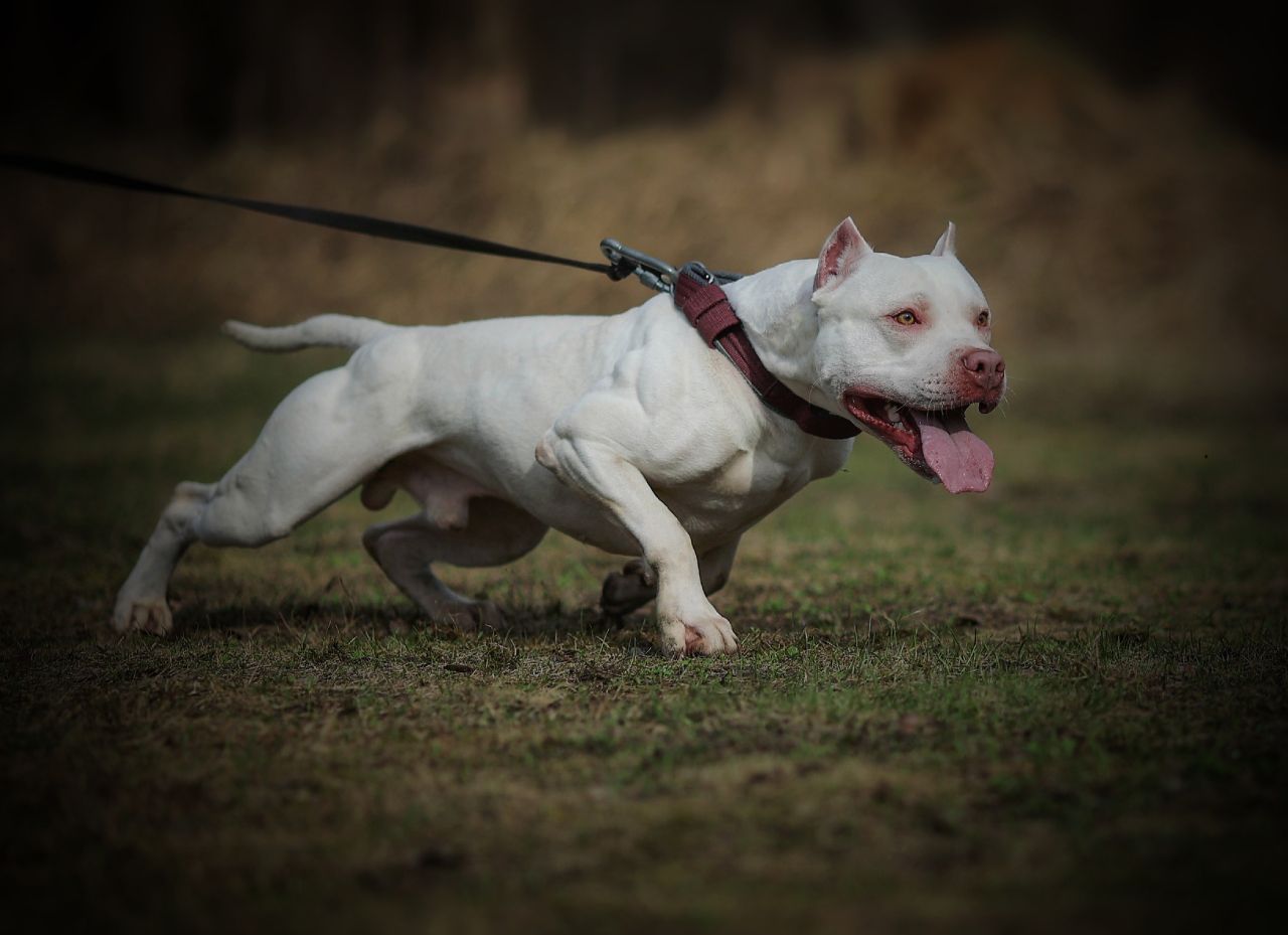 Photo of the dog