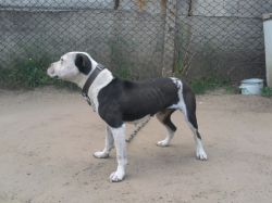 Photo of the dog