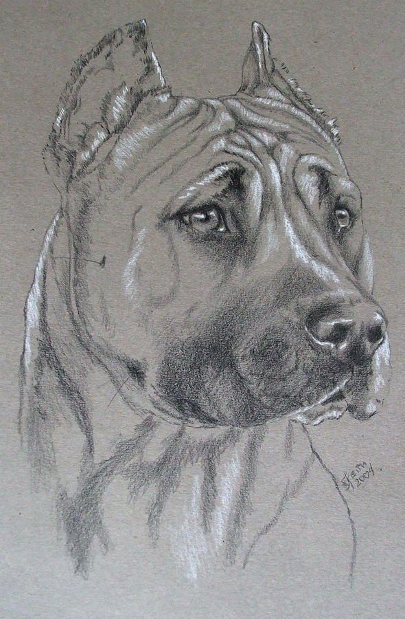 Photo of the dog