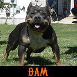 Photo of the dog