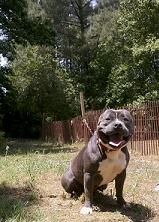 Photo of the dog