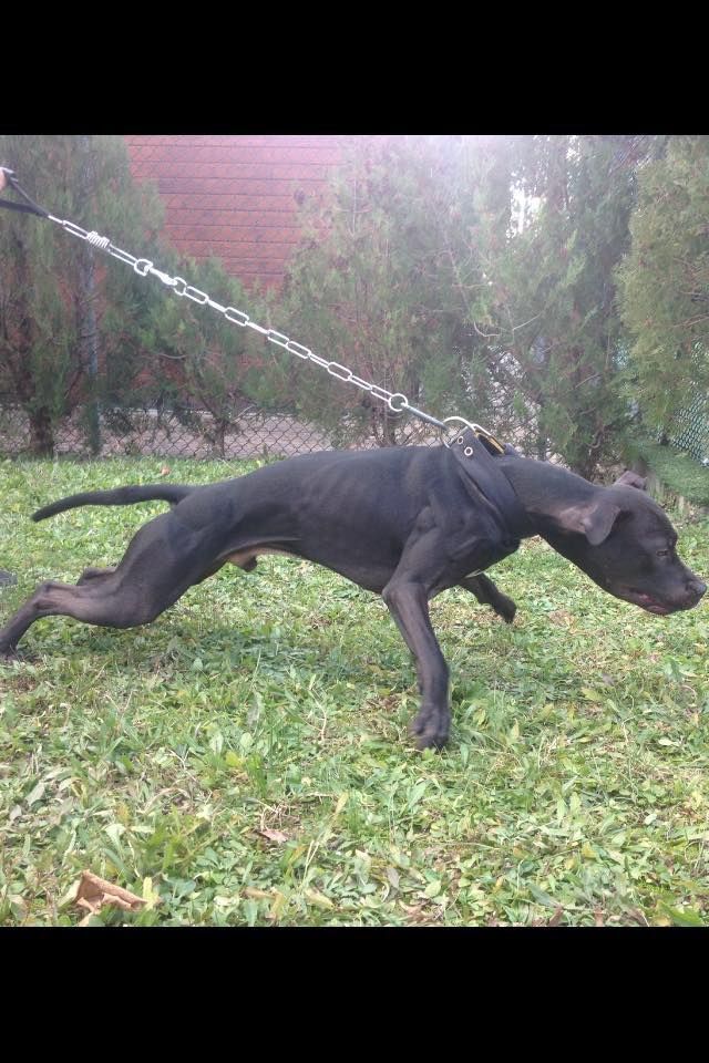 Photo of the dog