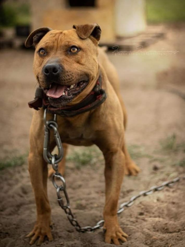 Photo of the dog