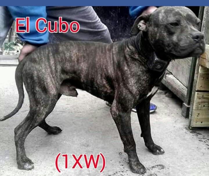 Photo of the dog